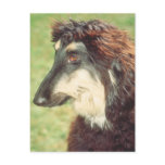 Afghan Hound Postcard