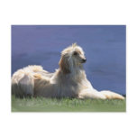 Afghan Hound postcards