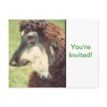 Afghan Hound Postcard