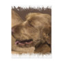 Afghan Hound Postcard