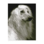Afghan hound cartões postais