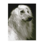 Afghan hound postcards