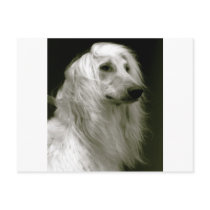 Afghan Hound Postcard