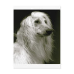 Afghan Hound Post Card