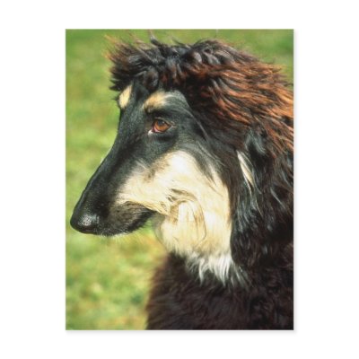 Afghan Hound Post Cards by lolanimals