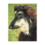 Afghan Hound postcards