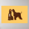 Afghan Hound Poster posters