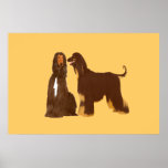 Afghan Hound Poster