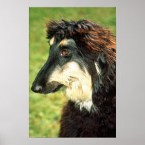 Afghan Hound Print