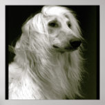 Afghan Hound Pôsteres