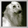 Afghan Hound Pôsteres