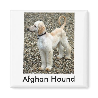 Afghan Hound Puppy Magnet by vicki_cacciatore