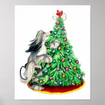 Afghan Hound Reach Goals Domino Blue Cream