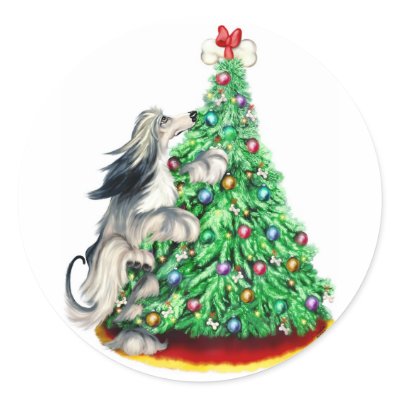 Afghan Hound Reach Goals Domino Blue Cream by DanesRUs