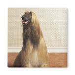 Afghan hound sitting in room 2 refrigerator magnet