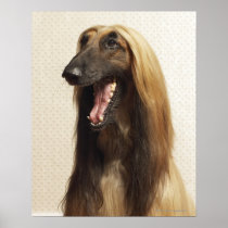 Afghan hound sitting in room print