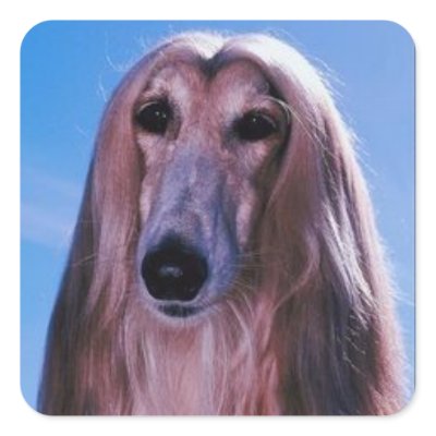 Afghan Hound Stickers by jasminesphotography