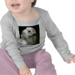 Afghan Hound Tee Shirts