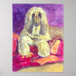 Afghan Hound Wall Print