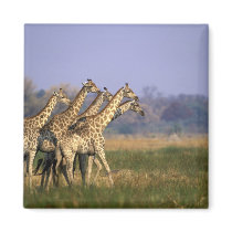 Africa, Botswana, Moremi Game Reserve, Herd of