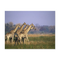 Africa, Botswana, Moremi Game Reserve, Herd of
