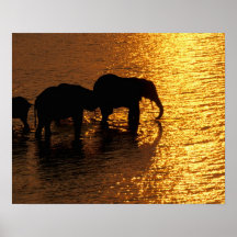 Africa, Botswana, Okavango Delta. African Print