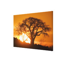 Africa, Botswana, Setting sun silhouettes Baobab Stretched Canvas Prints