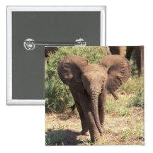 Africa, Kenya, Amboseli National Park. African 2 Pins