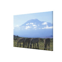 Africa, Kenya, Amboseli National Park, Herd of Stretched Canvas Print