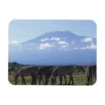 Africa, Kenya, Amboseli National Park, Herd of Rectangular Magnet