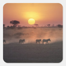 Africa, Kenya, Amboseli NP. Zebra walk to the Square Stickers