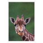 Africa, Kenya, Impala Ranch. Reticulated