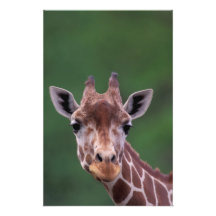 Africa, Kenya, Impala Ranch. Reticulated Photo Print