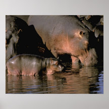 Africa, Kenya, Masai Mara. Common hippopotamuses Print