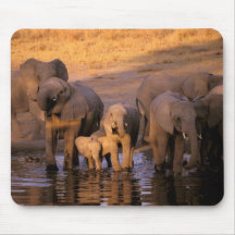 Africa, Kenya, Masai Mara. Elephants (Loxodonta Mousepads