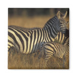 Africa, Kenya, Masai Mara Game Reserve. Plains Fridge Magnets