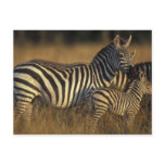Africa, Kenya, Masai Mara Game Reserve. Plains Post Cards