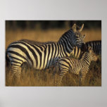 Africa, Kenya, Masai Mara Game Reserve. Plains posters