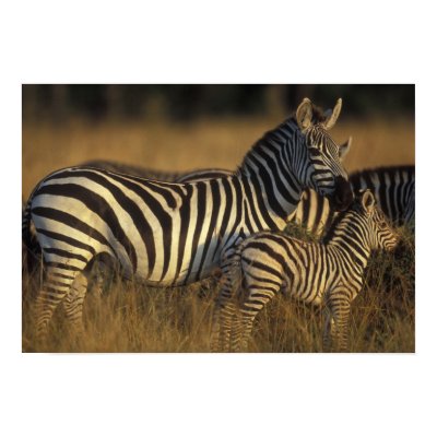 Africa, Kenya, Masai Mara Game Reserve. Plains by danitadelimont