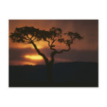Africa, Kenya, Masai Mara Game Reserve, Setting Post Card