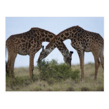 Africa, Kenya, Masai Mara Game Reserve, Two Post Card