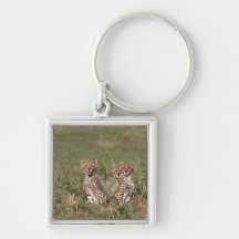 Africa; Kenya; Masai Mara; Three cheetah cubs Key Chain