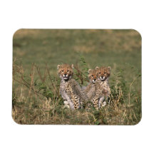 Africa; Kenya; Masai Mara; Three cheetah cubs Vinyl Magnets