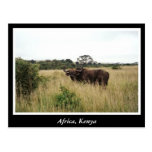 Africa Kenya wild animals Post Card