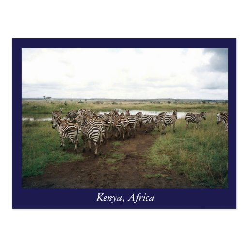 Africa Kenya wild animals Post Card