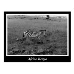 Africa Kenya wild animals Post Card