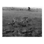 Africa Kenya Zebra in the Wild Postcard