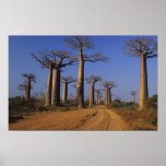 Africa, Madagascar, Morondava, Baobab Avenue.
