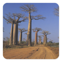 Africa, Madagascar, Morondava, Baobab Avenue. Stickers