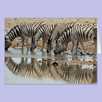 Africa, Namibia, Etosha NP. Burchell's Zebra cards